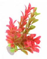 Waterplant rood-groen 16cm(1)